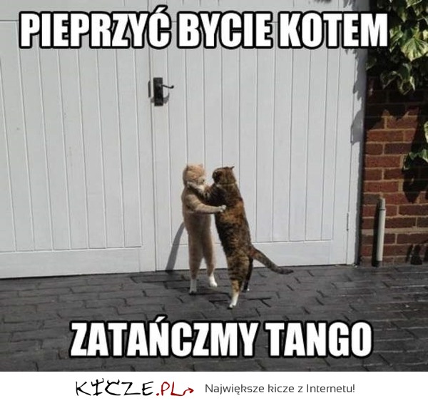 Kocie tango