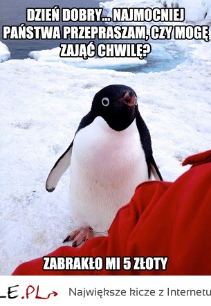Żulek pingwin