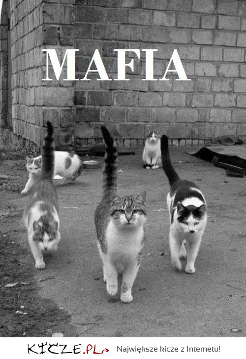 Kocia mafia!