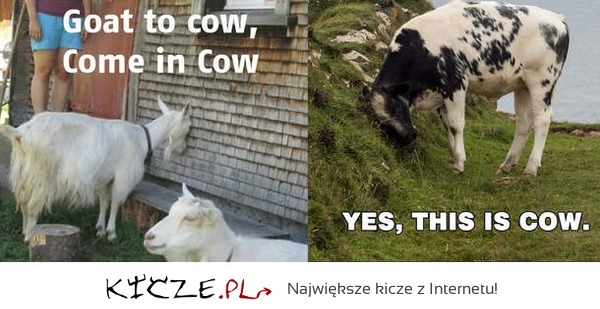 Hello cow