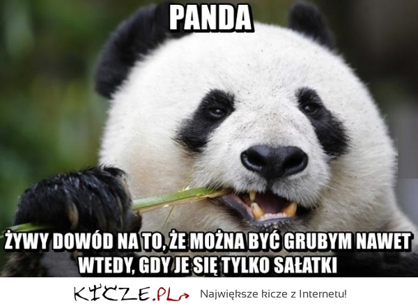 Panda zawsze gruba