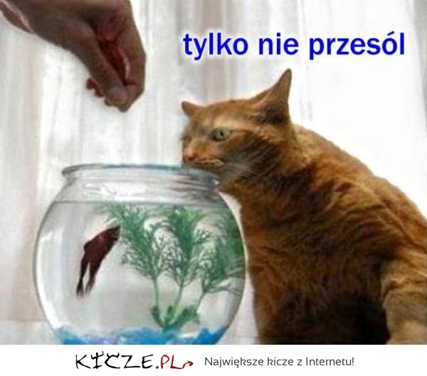 Kot + rybka w wodzie =... On już ma w głowie gotowy scenariusz :D