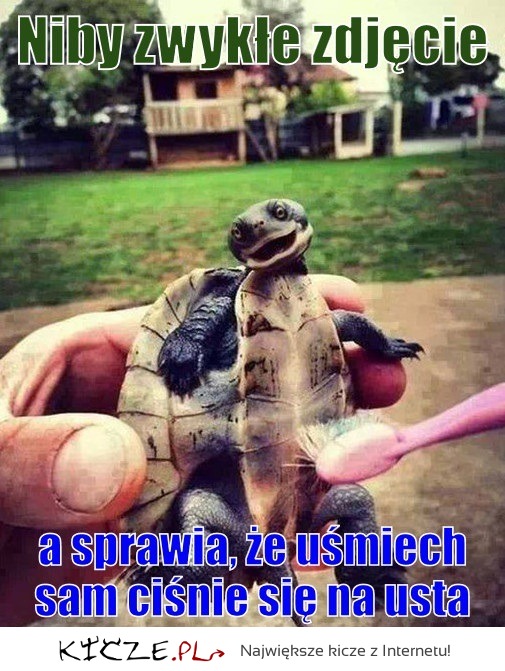 Wesoły żółw :)