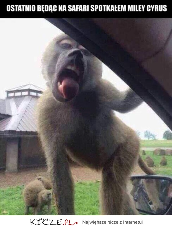 Miley w safarii