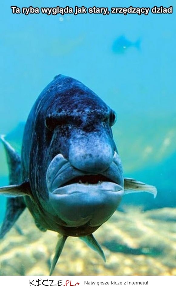 Ta ryba tak wygląda
