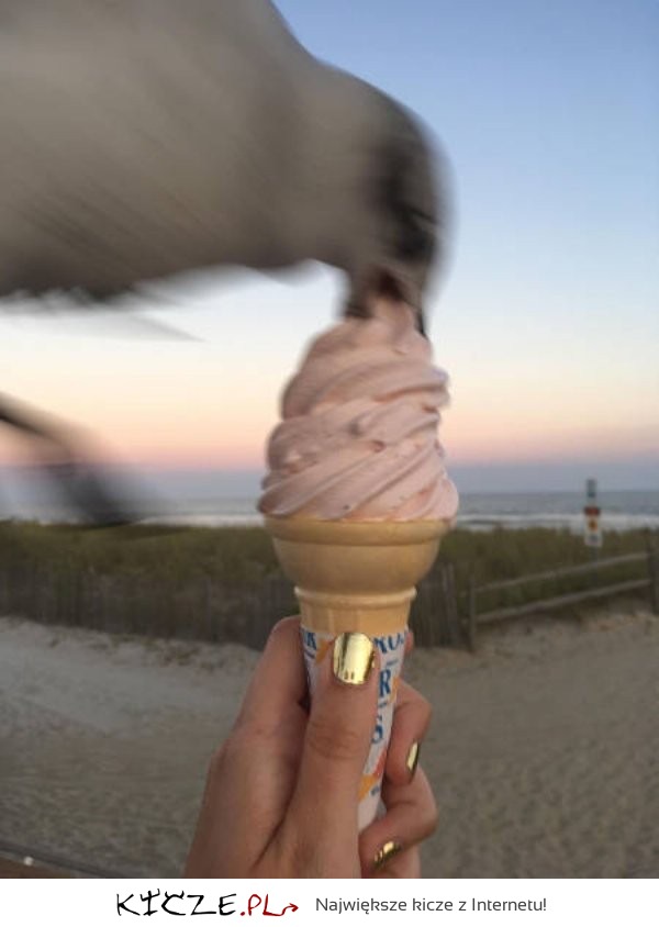The-best-funny-pictures-to-post-seagull-stealing-ice-cream