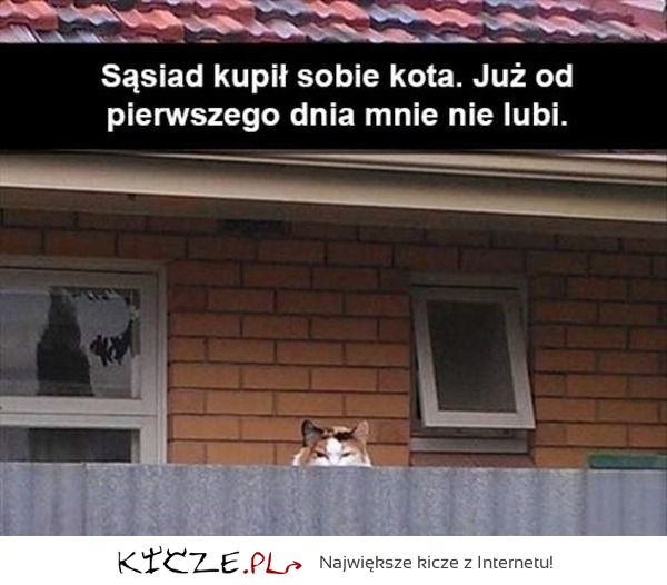 Kot sąsiada
