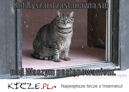 Kot Ryszard