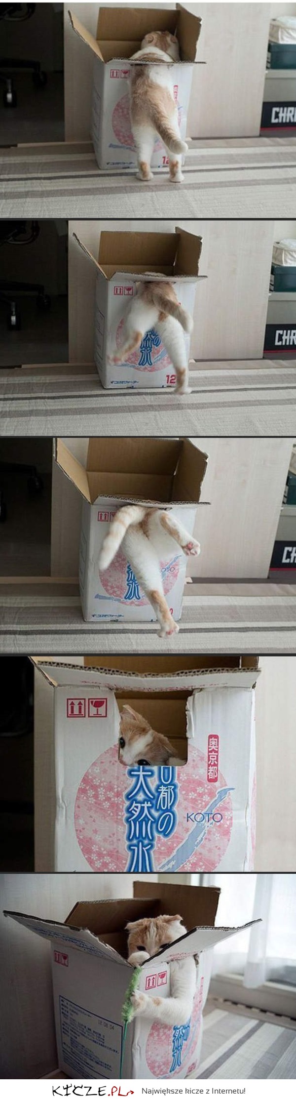 Koty lubią pudełka