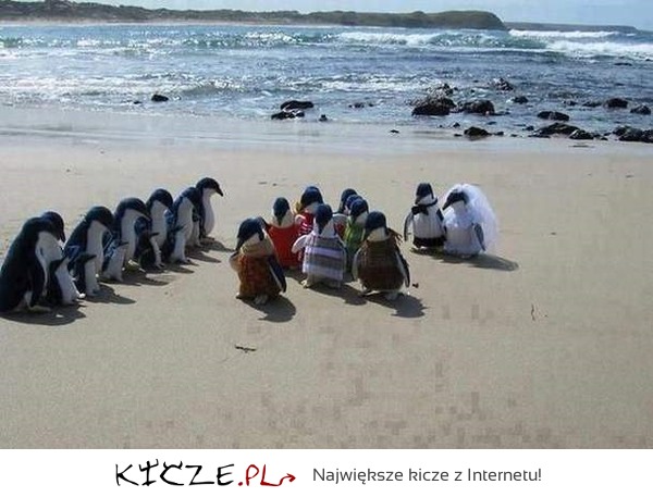 Ślub pingwinów