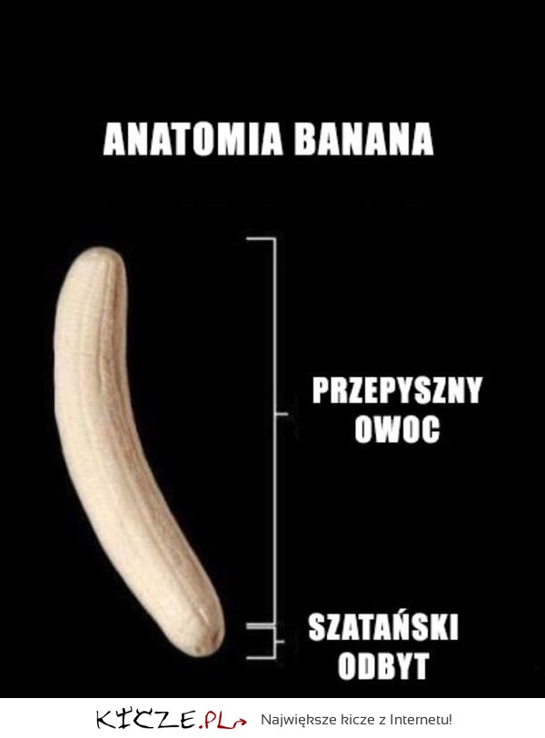 Anatomia banana