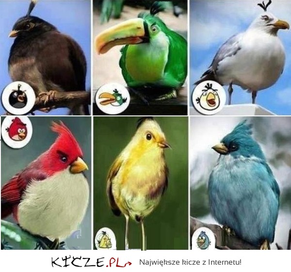 Pierwowzory  PTAKÓW z popularnej GRY Angry Birds! Dobre!