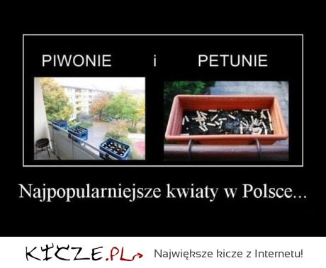 Najpopularniejsze kwiaty w Polsce...