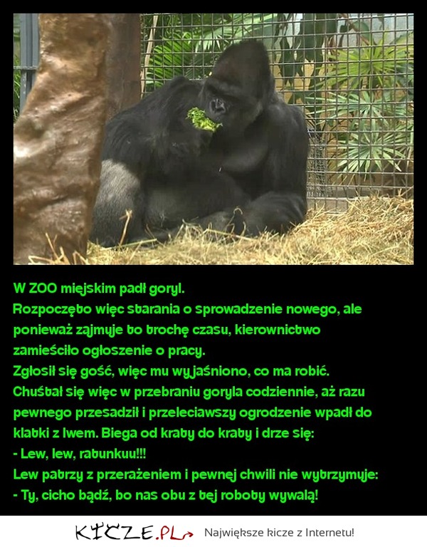 Podstawiony goryl i jego przygody w ZOO, Zobacz co narobił ! ;D
