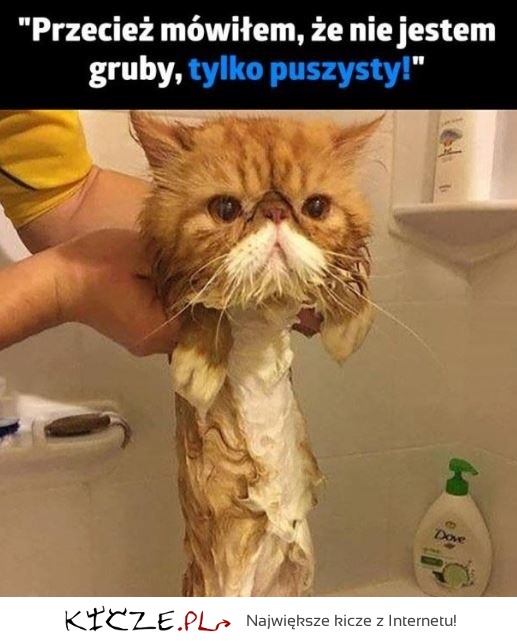 Haha zobacz jak ten puszysty kot wygląda z mokrym futrem! :D Słodziak!