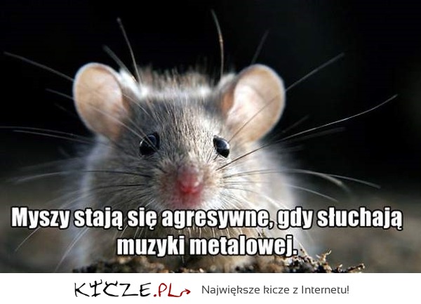 Agresywne myszy