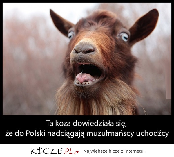 Polska koza