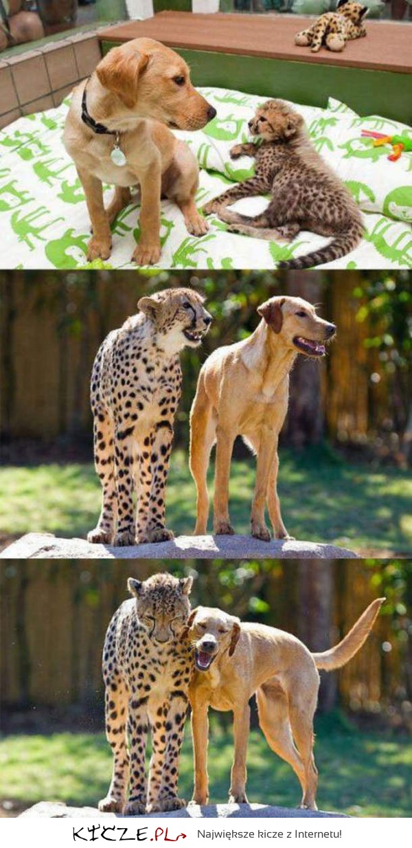 Zwierzęca przyjaźń