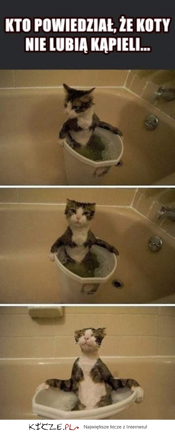 koty lubią kąpiele!