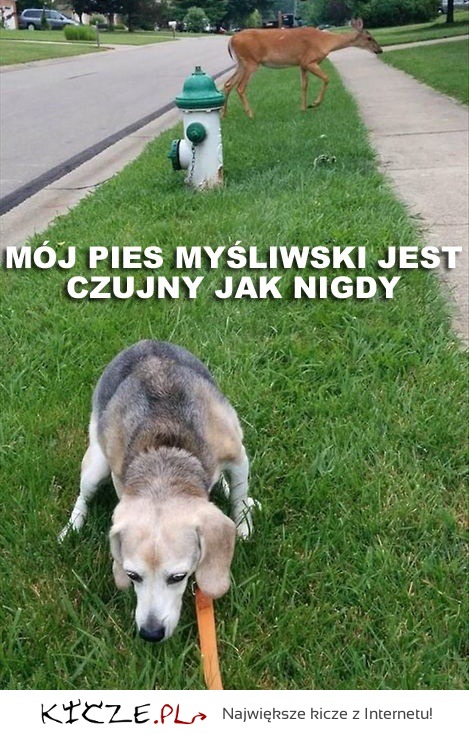 Pies myśliwski