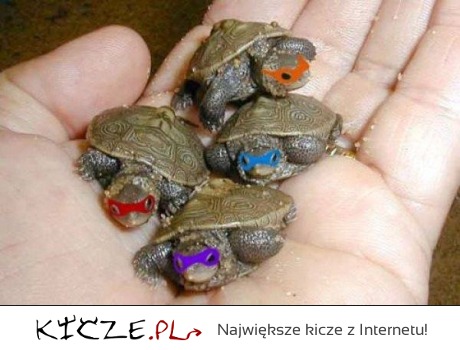 Małe żółwie Ninja