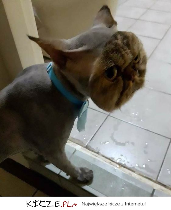 fryzura mojego kota