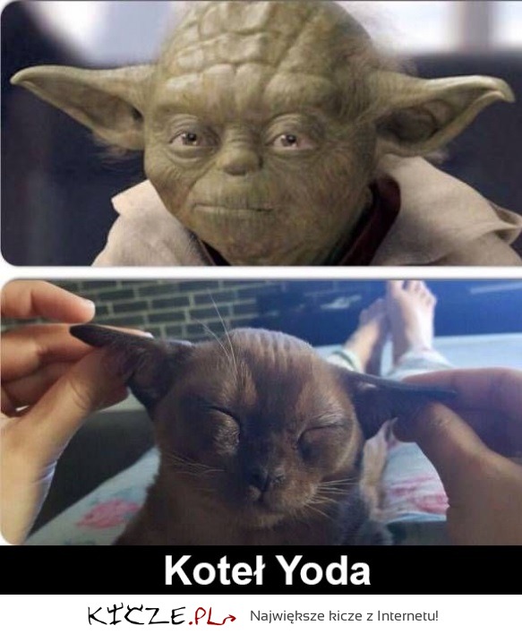 Koteł  Yoda