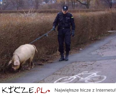 Świnie zamiast psów na policji