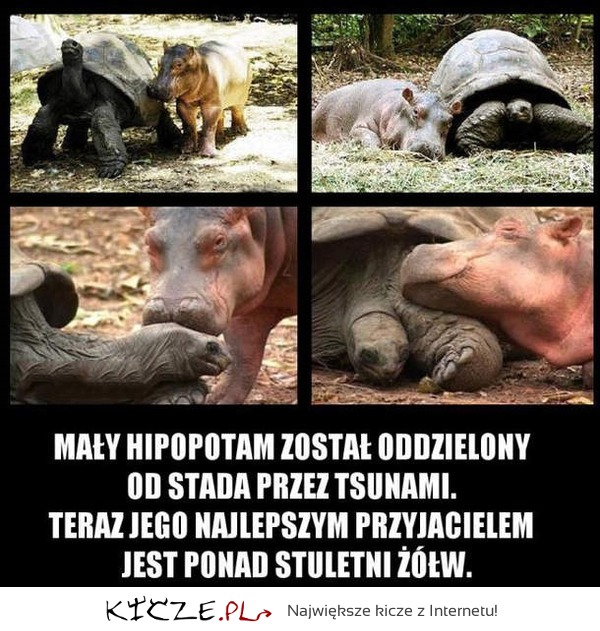 Hipopotam i żółw