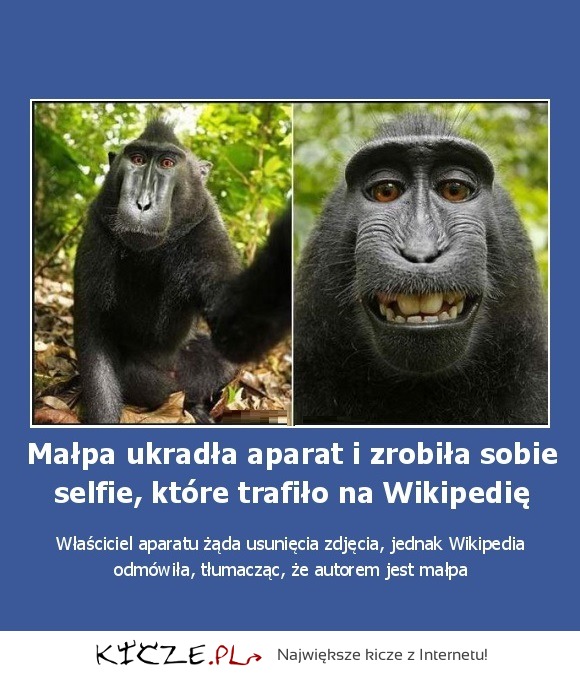Małpa ukradła aparat i zrobiła sobie selfie, które trafiło na Wikipedię! Zobacz to!
