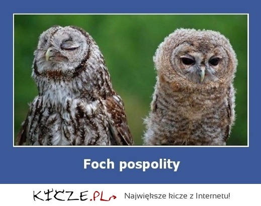 Foch pospolity ;)