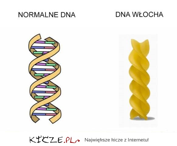 DNA Włocha