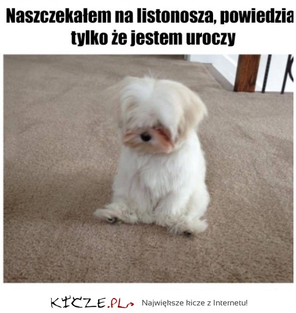 Ale słodziak