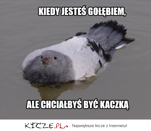 Chce być kaczką