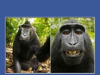 Małpa robi sobie selfie! HAHA MEGA!