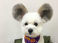 Internet oszalał na punkcie psiaka z uszami Myszki Miki
