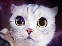 Poznajcie Hanę - kotka z wielkimi oczami, który ma więcej lajków na Instagramie niż wy kiedykolwiek będziecie mieć ;)