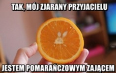 Pomarańczowy zając