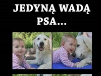 Jedyna wada Psa to... PRAWDA!