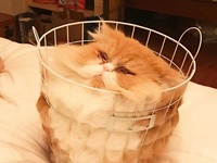 Zdjęcia potwierdzające to, że koty są płynne i wpasują się w każde naczynie