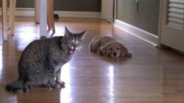 11 śmiesznych zdjęć kotów i psów pod jednym dachem