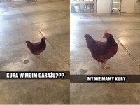 Kura w moim garażu