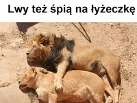 Lwy też tak lubią  ;D