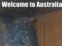 Tymczasem w Australii...