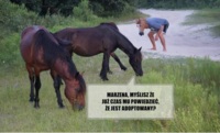 Adoptowany Koń