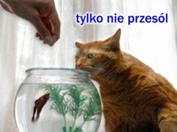 Kot + rybka w wodzie =... On już ma w głowie gotowy scenariusz :D