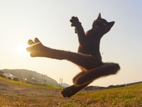 Zdjęcia kotów ninja!