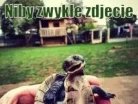 Wesoły żółw :)