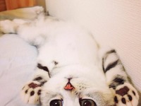 Poznajcie Hanę - kotka z wielkimi oczami, który ma więcej lajków na Instagramie niż wy kiedykolwiek będziecie mieć ;)