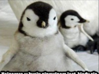Bycie pingwinem